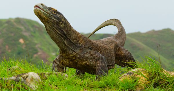 Komodo dragon